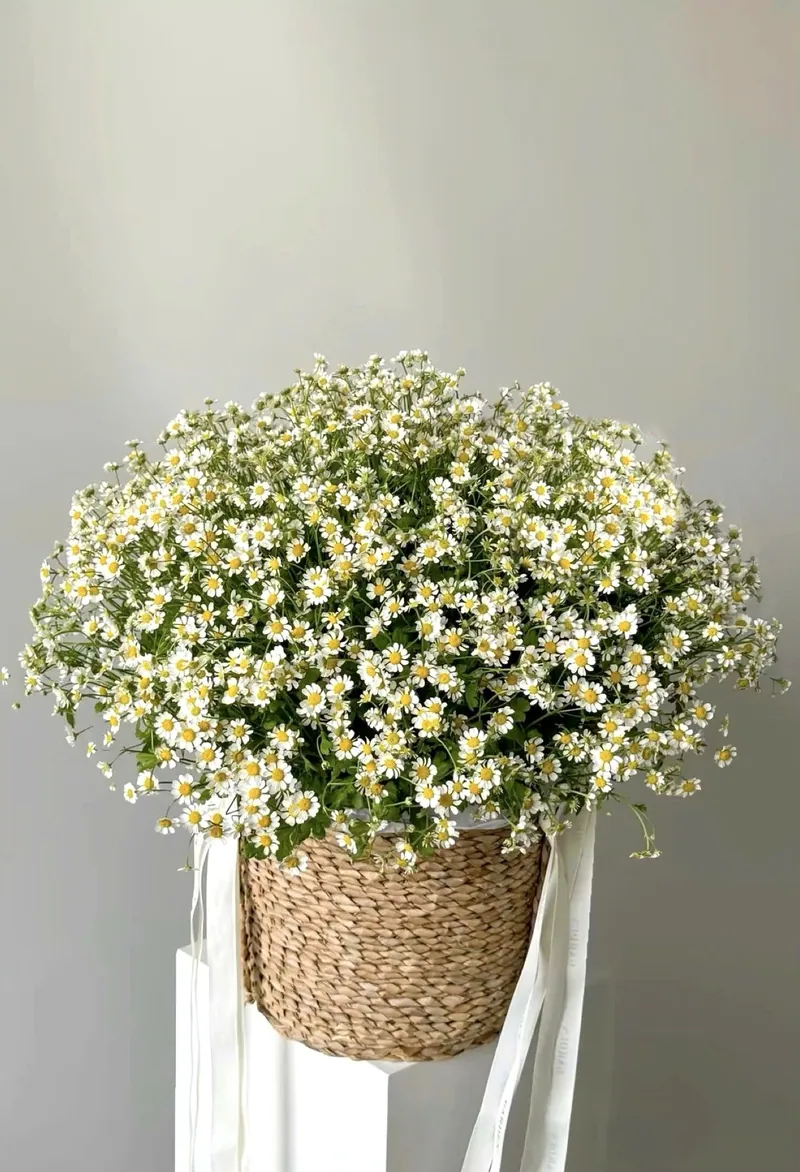 Giỏ Hoa Cúc Tana
